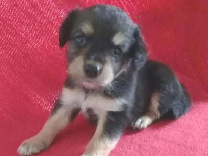 Cachorro ra a Vira-lata idade Abaixo de 2 meses nome Pretinha, Petrita 