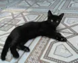Petita