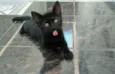 Petita
