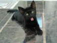 Petita