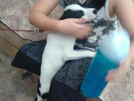 Cachorro ra a vira-lata idade Abaixo de 2 meses nome branquinha