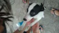 branquinha