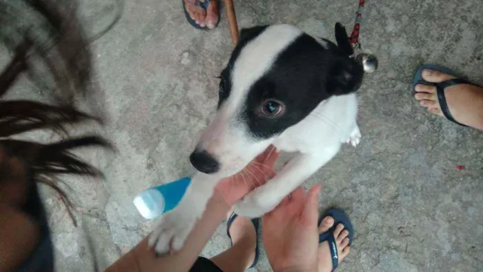 Cachorro ra a vira-lata idade Abaixo de 2 meses nome branquinha