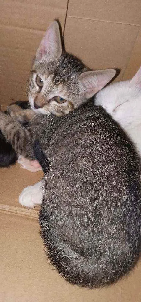 Gato raça SRD idade 2 a 6 meses nome Sem nome