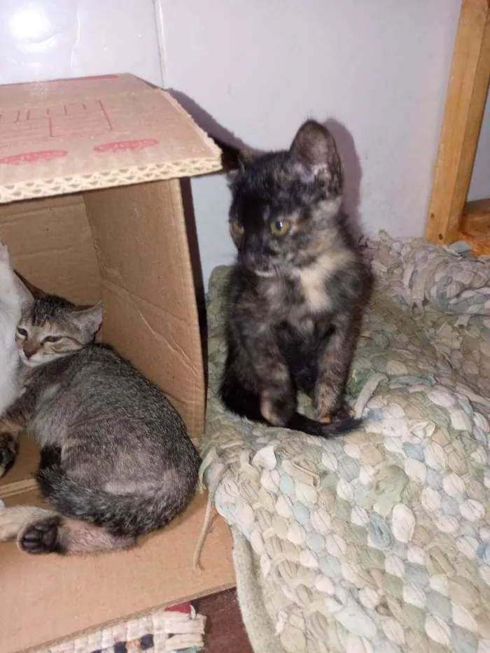 Gato raça SRD idade 2 a 6 meses nome Sem nome