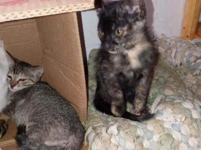 Gato raça SRD idade 2 a 6 meses nome Sem nome