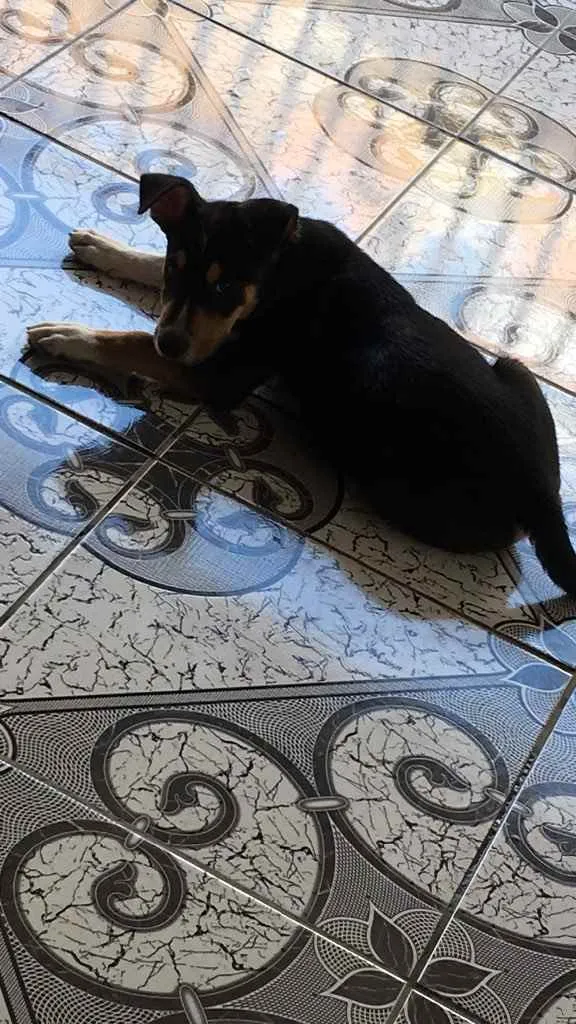 Cachorro ra a Pitbull  idade 1 ano nome Hulk