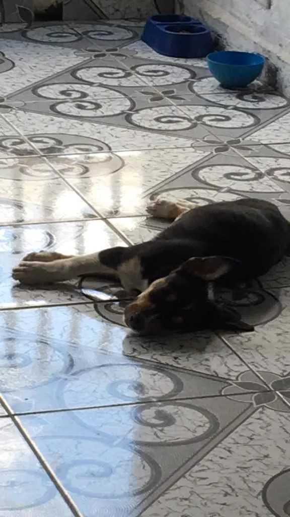 Cachorro ra a Pitbull  idade 1 ano nome Hulk