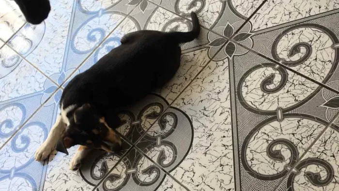 Cachorro ra a Pitbull  idade 1 ano nome Hulk