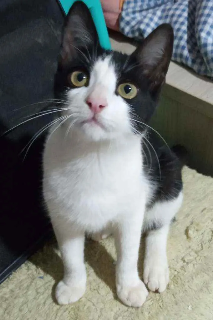 Gato ra a SRD  idade 2 a 6 meses nome Prestígio 