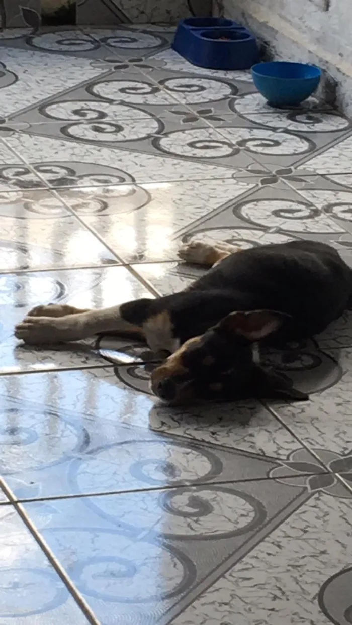 Cachorro ra a Pitbull  idade 1 ano nome Hulk