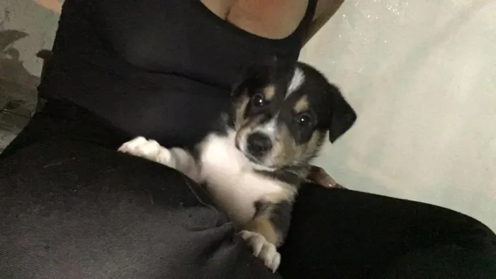 Cachorro ra a Pitbull  idade 1 ano nome Hulk