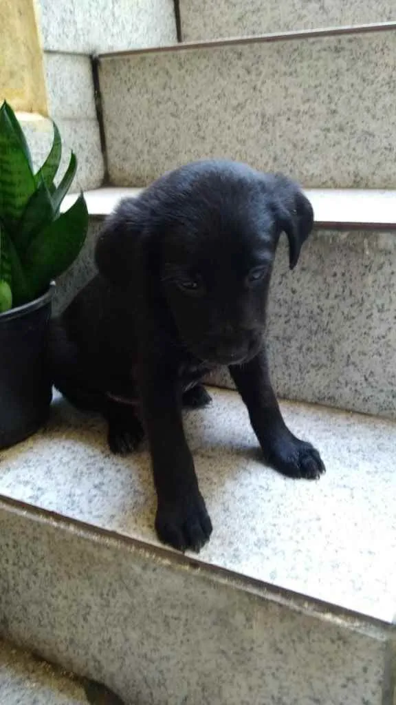 Cachorro ra a Vira lata  idade Abaixo de 2 meses nome Filhotes sem nomes