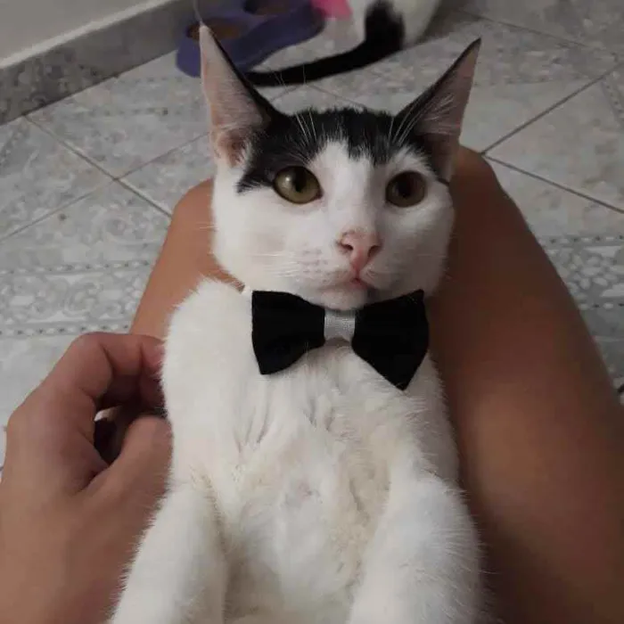 Gato ra a SRD idade 2 a 6 meses nome Juca