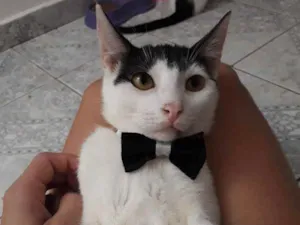 Gato raça SRD idade 2 a 6 meses nome Juca