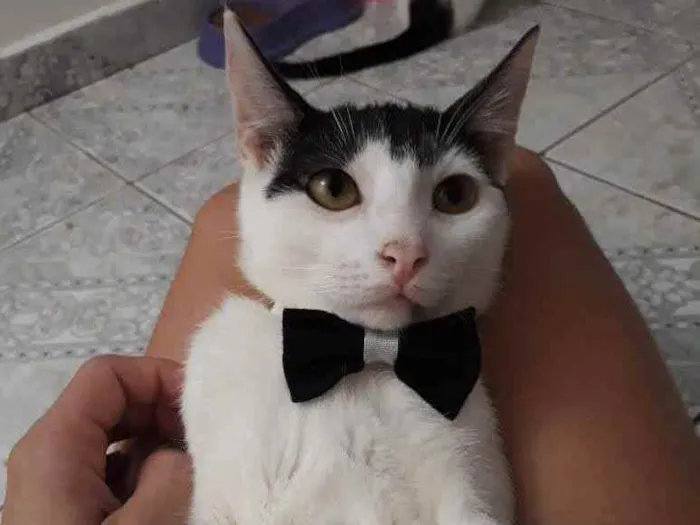 Gato ra a SRD idade 2 a 6 meses nome Juca
