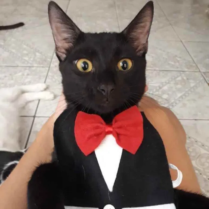 Gato ra a SRD idade 2 a 6 meses nome Julinho