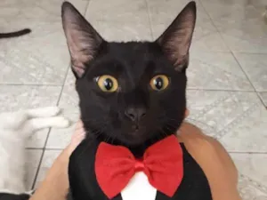 Gato raça SRD idade 2 a 6 meses nome Julinho