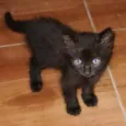Juan