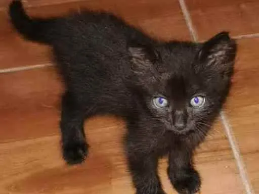 Gato ra a SRD idade 2 a 6 meses nome Juan