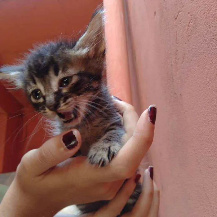 Gato raça  idade Abaixo de 2 meses nome Filhote Abandonada