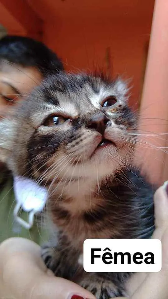Gato raça  idade Abaixo de 2 meses nome Filhote Abandonada