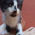 Gato raça  idade Abaixo de 2 meses nome Filhote Abandonado