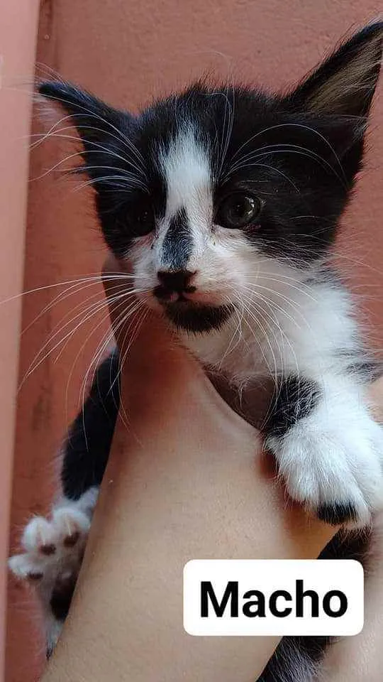 Gato raça  idade Abaixo de 2 meses nome Filhote Abandonado