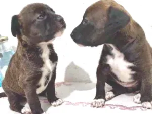 Cachorro raça Srd idade 2 a 6 meses nome Pituco