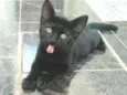 Petita