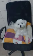 Bolt