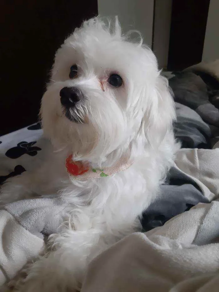 Cachorro ra a Maltês idade 2 anos nome Bolt