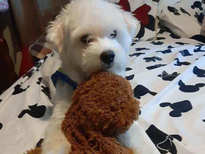 Cachorro ra a Maltês idade 2 anos nome Bolt