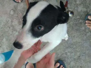Cachorro raça vira-lata idade Abaixo de 2 meses nome branquinha