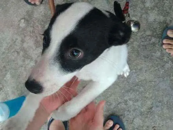 Cachorro ra a vira-lata idade Abaixo de 2 meses nome branquinha