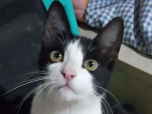 Gato raça SRD  idade 2 a 6 meses nome Prestígio 