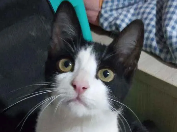 Gato ra a SRD  idade 2 a 6 meses nome Prestígio 
