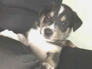 Cachorro raça Pitbull  idade 1 ano nome Hulk
