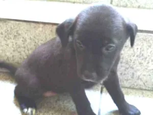 Cachorro raça Vira lata  idade Abaixo de 2 meses nome Filhotes sem nomes