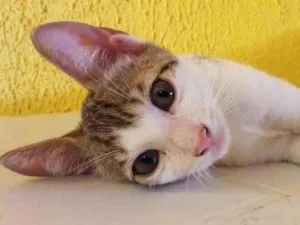 Gato raça  idade 2 a 6 meses nome Filhote
