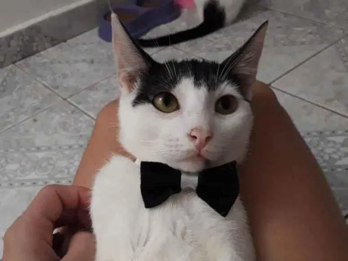 Gato ra a SRD idade 2 a 6 meses nome Juca