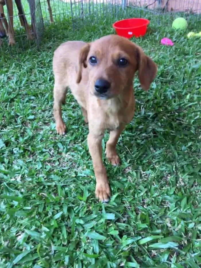 Cachorro ra a srd idade 2 a 6 meses nome Ingo