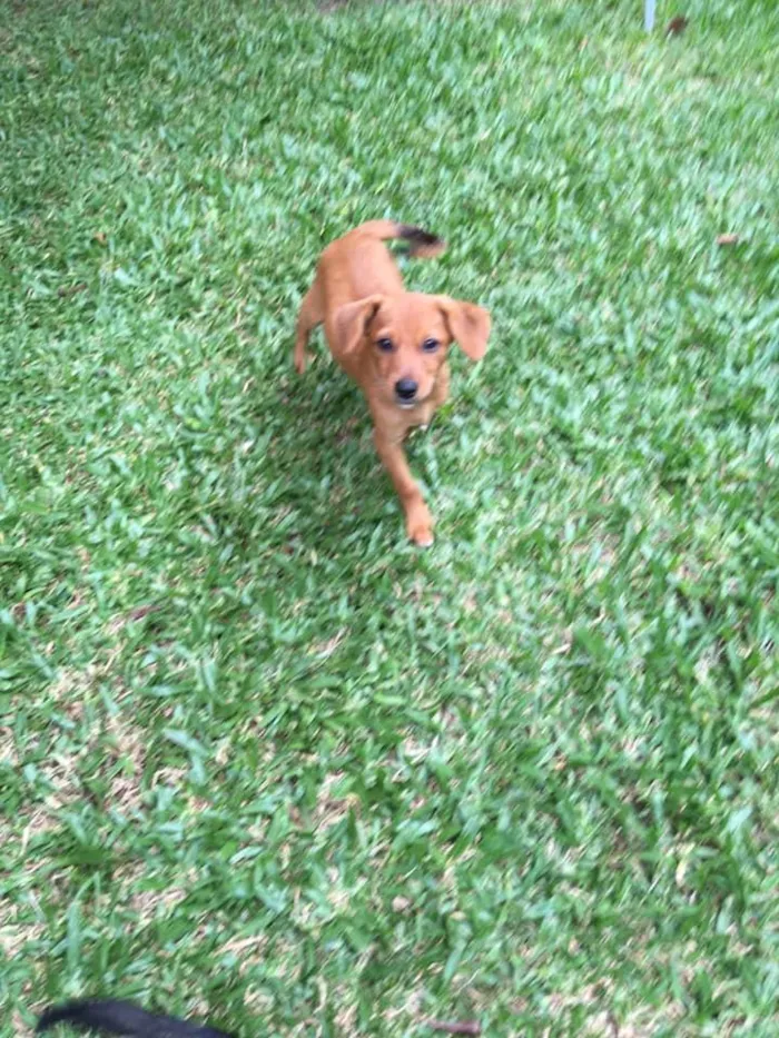 Cachorro ra a srd idade 2 a 6 meses nome Ingo