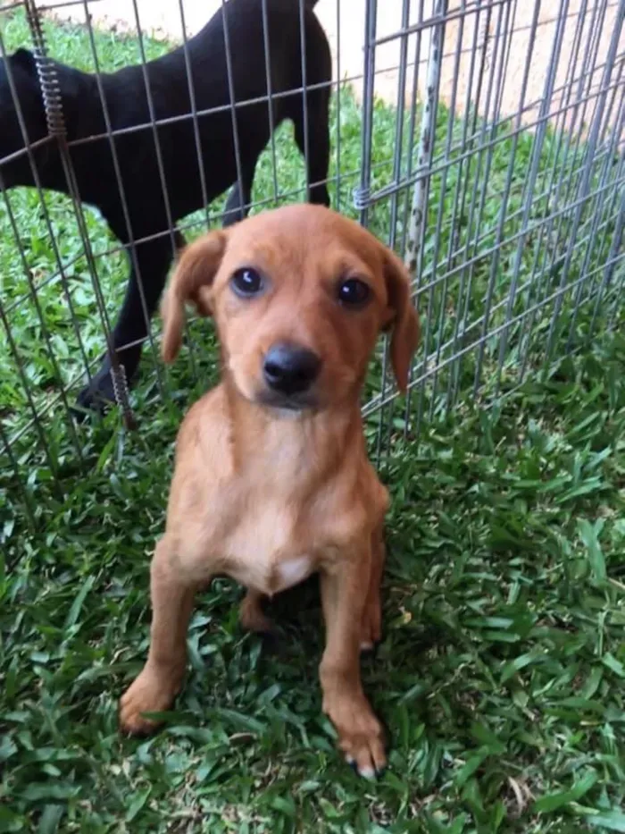 Cachorro ra a srd idade 2 a 6 meses nome Ingo
