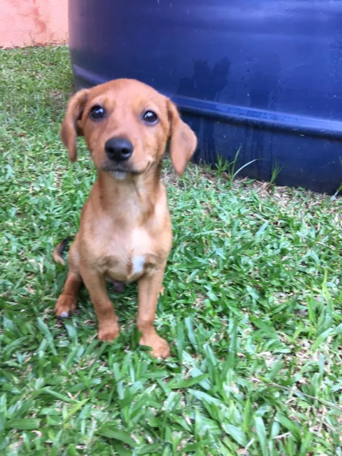 Cachorro ra a srd idade 2 a 6 meses nome Ingo