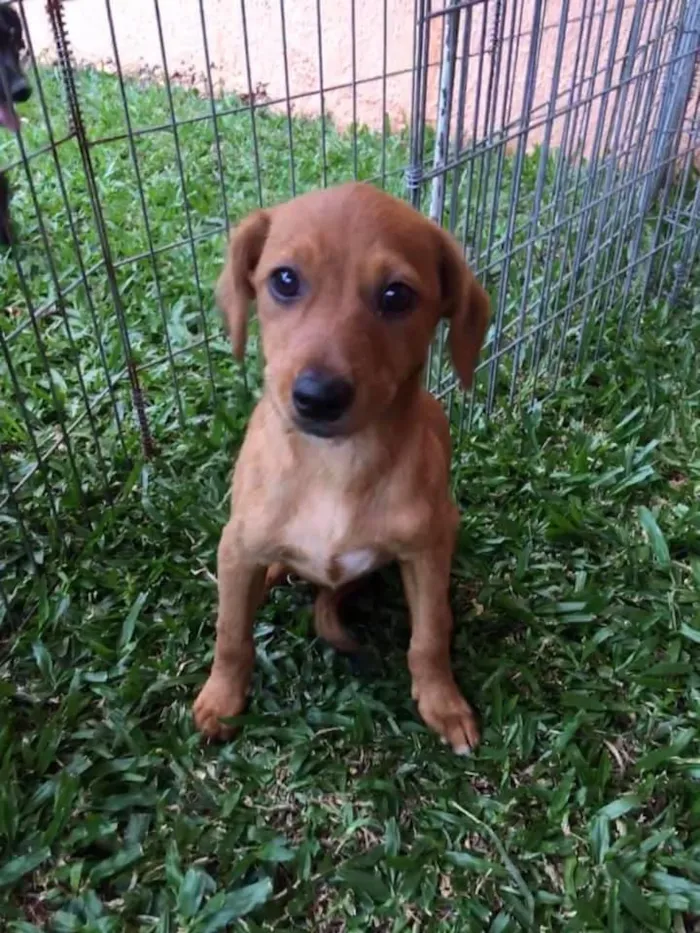 Cachorro ra a srd idade 2 a 6 meses nome Ingo