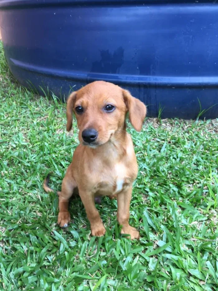 Cachorro ra a srd idade 2 a 6 meses nome Ingo