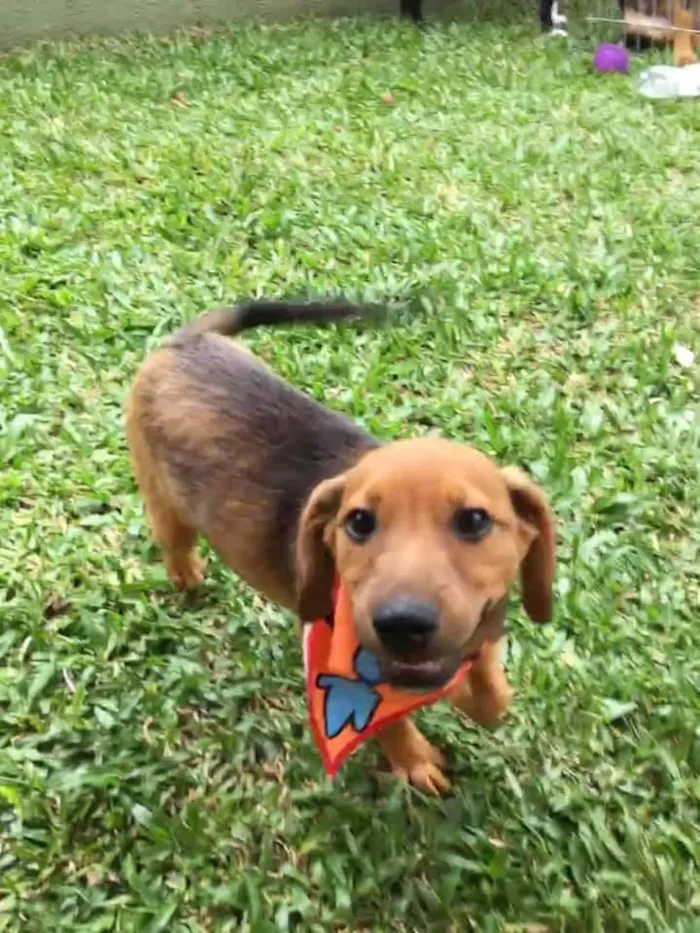 Cachorro ra a SRD-ViraLata idade 2 a 6 meses nome Aaron