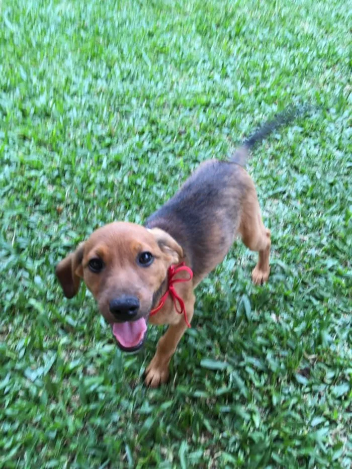 Cachorro ra a SRD-ViraLata idade 2 a 6 meses nome Aaron