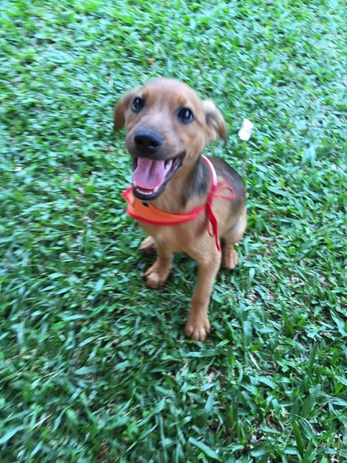 Cachorro ra a SRD-ViraLata idade 2 a 6 meses nome Aaron
